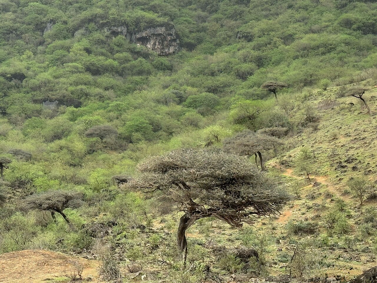 Grüne Hügel mit Bäumen in der Landschaft bei Salalah